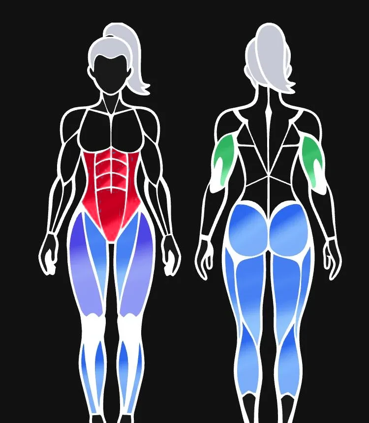 Symmetry female body diagram with muscles colored by their rank